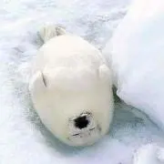 ムーヤン