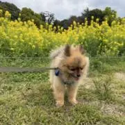 ジッリー