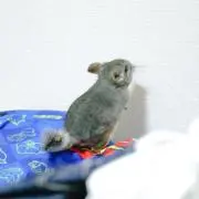 るい プロフ一読お願いいたしますの画像