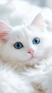 白猫ゆき