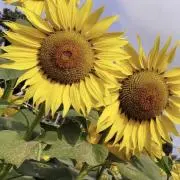 花の画像