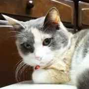 はるちゃん