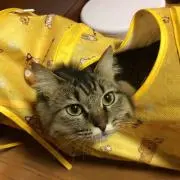 りんごの画像