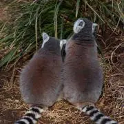 ひまわり