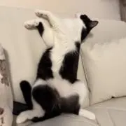 そば