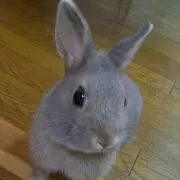 はる
