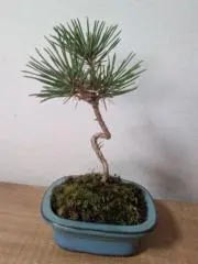 あさひや