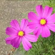 ボテチ☆
