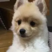 しゅう