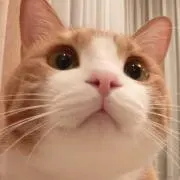 やきさけの画像