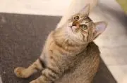ておの画像
