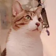 ポン太