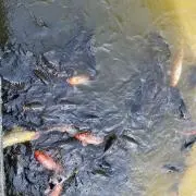 高橋