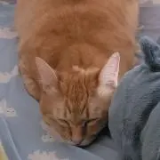 Reina:）の画像