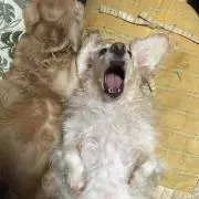かずぱんだ