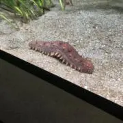 ぎょうざの画像