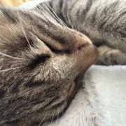 あてなの画像