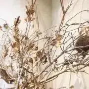 しらいの画像