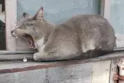 アロスクラネルの画像