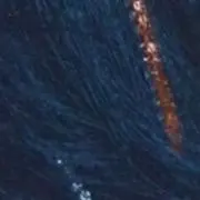 モモンガの画像