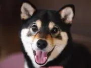 凛の画像