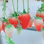 あいの画像