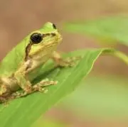 蛙男商会の画像