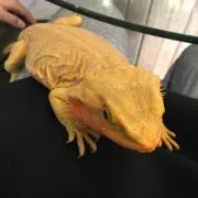 グルーバーの画像