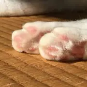 ねこまる