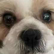 はるの画像