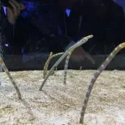メル