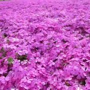 KKblueの画像