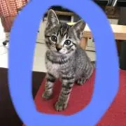 ありり