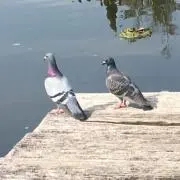 Piiの画像