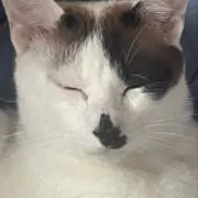 もふもふパンダの画像