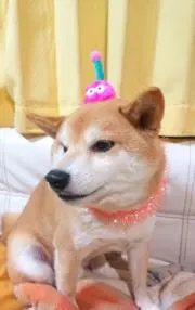 ‡◇megu◇‡購入前の画像