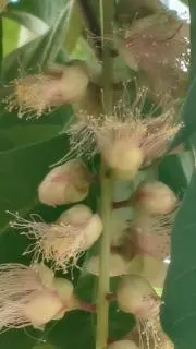 こんぺいとうの画像