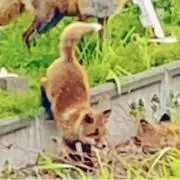 かずの画像