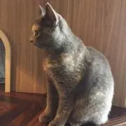 あの画像