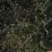 プロフ必読・即購入禁止◆花の画像