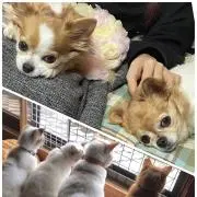 さよ保護猫資金ぼちぼち出品中の画像