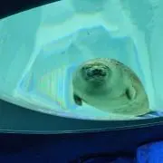 いけの画像