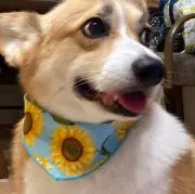 かおりの画像