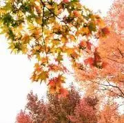 カリメロの画像