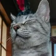 はるち