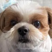 ここすずきき❤️の画像