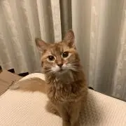 azukiの画像