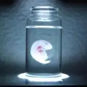 ごつの画像