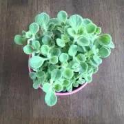 ★KORO★ 介護中。ご理解をm(__)の画像