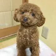 ちいちょ